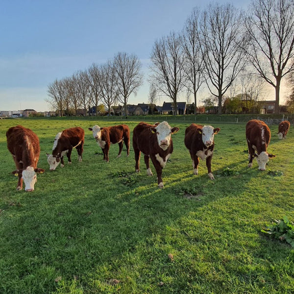 100% Grass Feed Dutch Beef Biltong is Coming